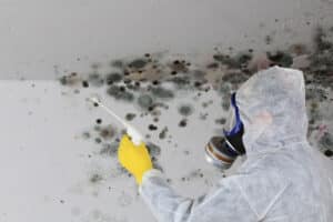 Best services of mold removal in Greensboro NC